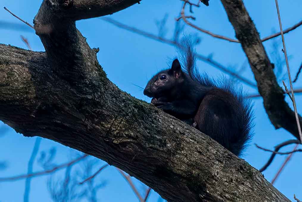 Squirrels - ML648451833