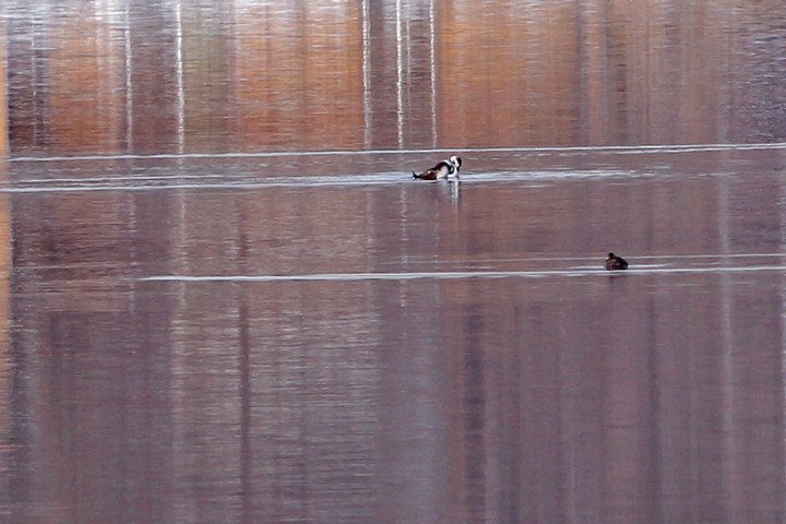 Long-tailed Duck - ML64845191