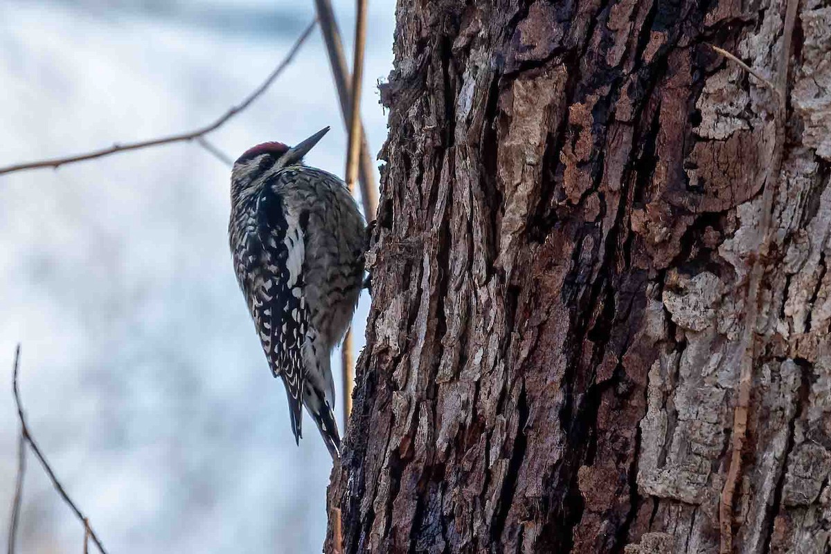 Yellow-bellied Sapsucker - ML648451916