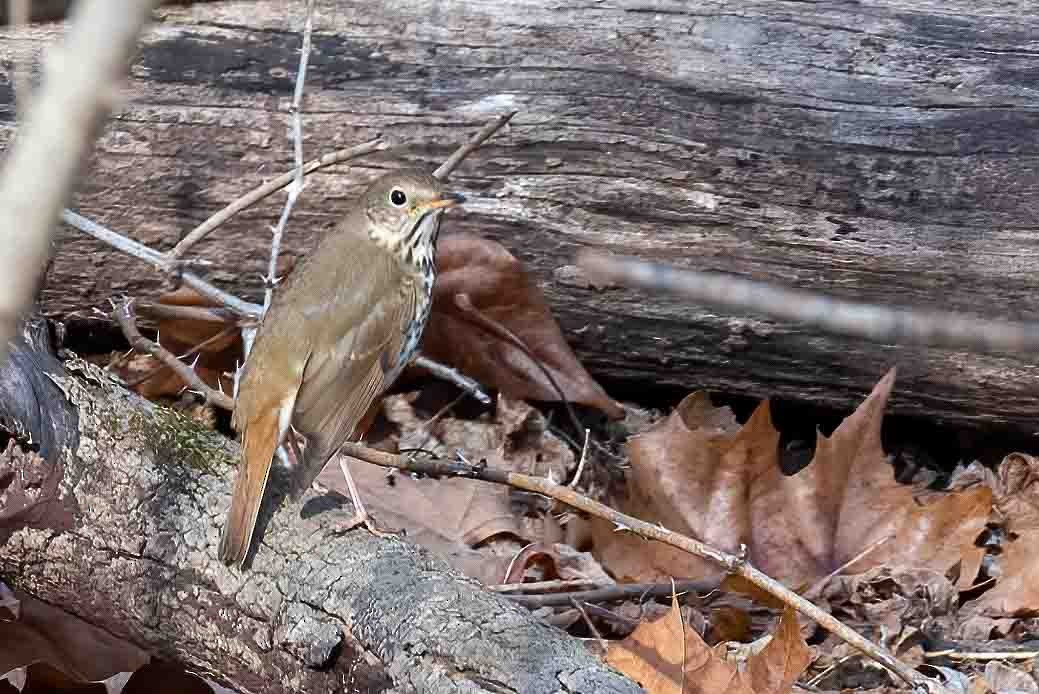 Hermit Thrush - ML648451937