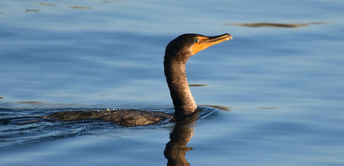 Kulaklı Karabatak - ML648452204