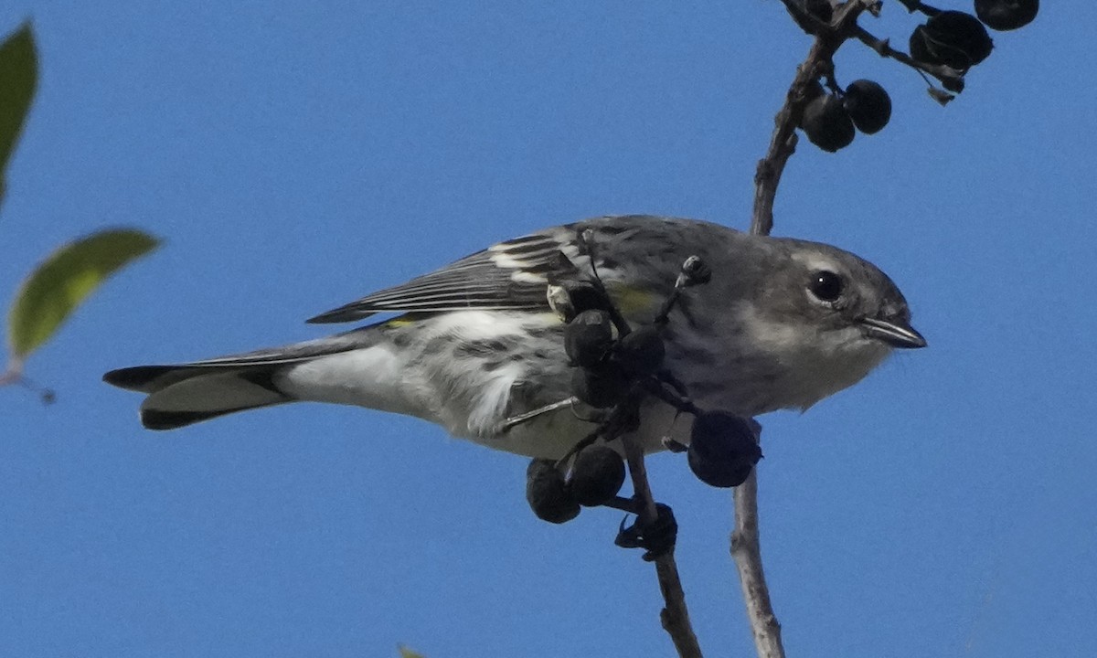 Yellow-rumped Warbler - ML648452354