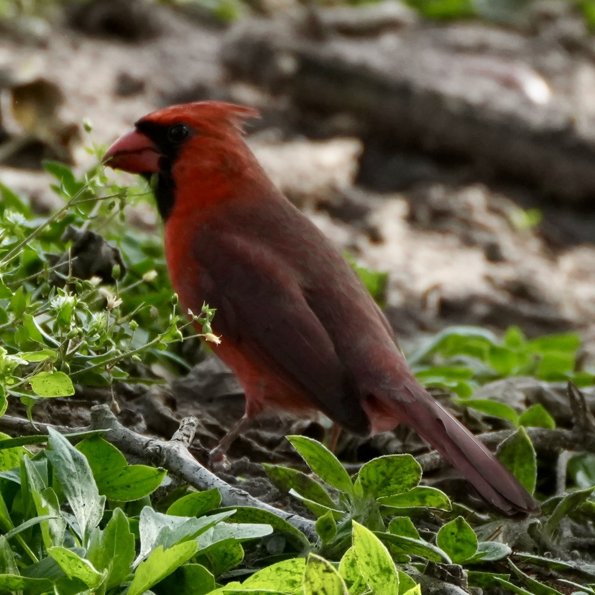 Northern Cardinal - ML648452362