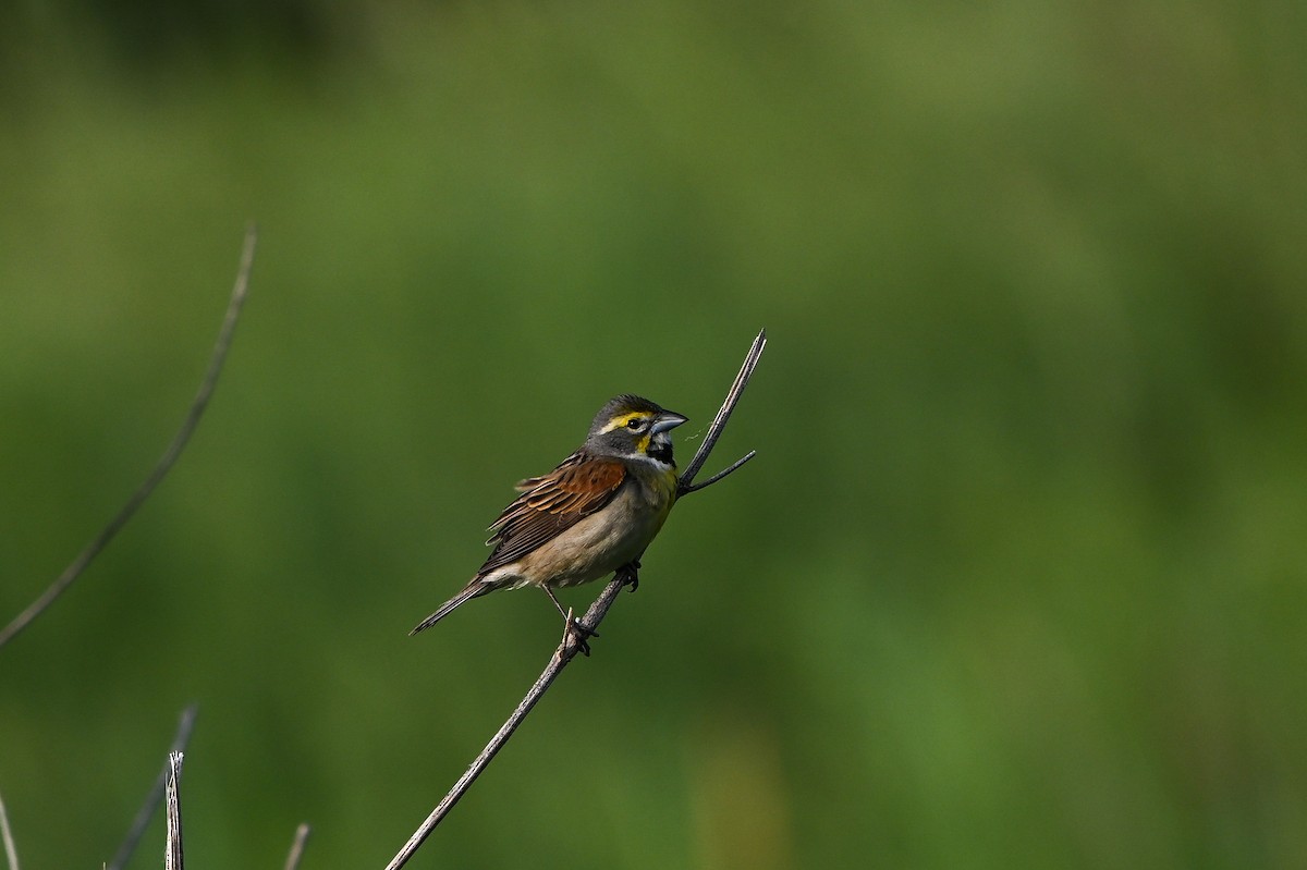 Dickcissel - ML648452804
