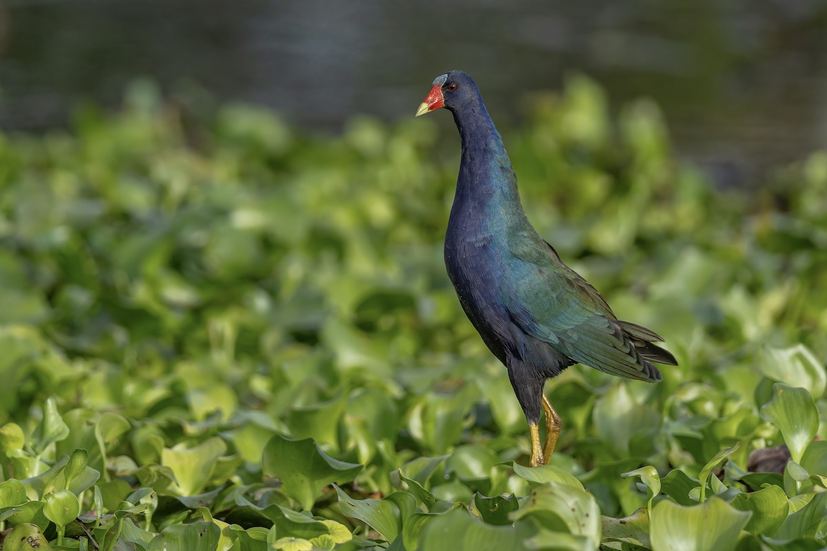 アメリカムラサキバン - ML648453126