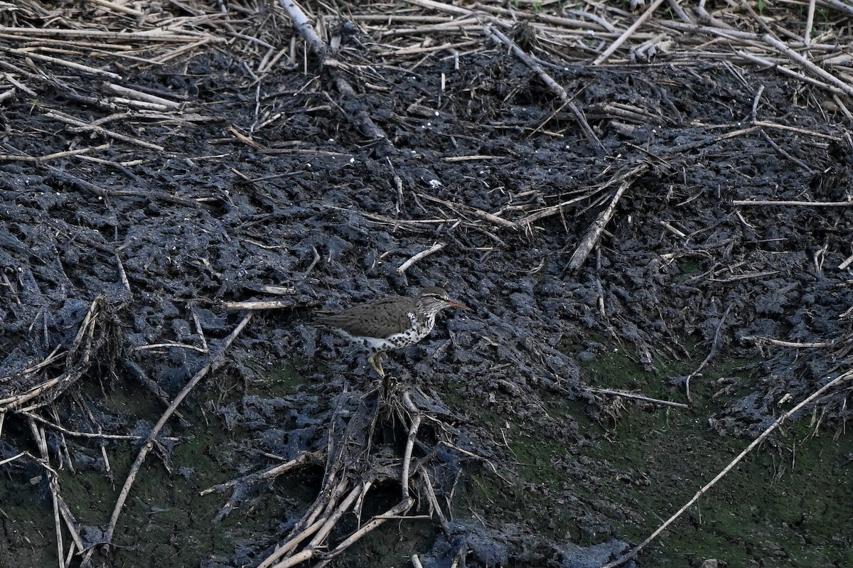 Spotted Sandpiper - ML648453215