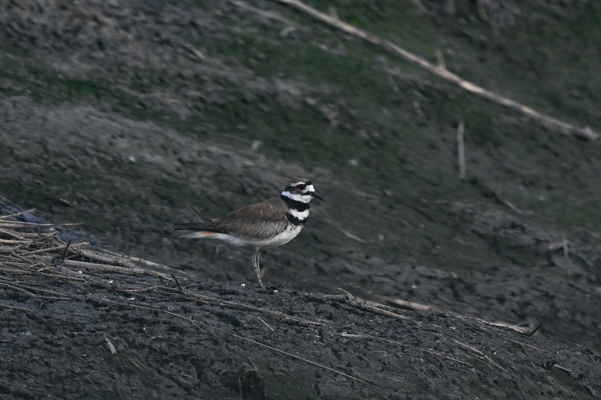 Killdeer - ML648453380