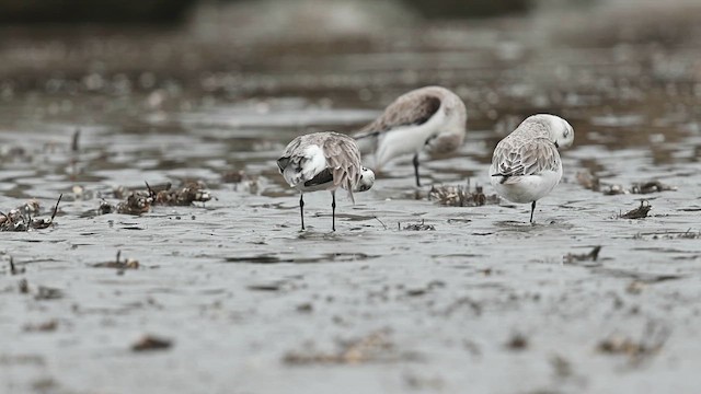 חופית לבנה - ML648453442