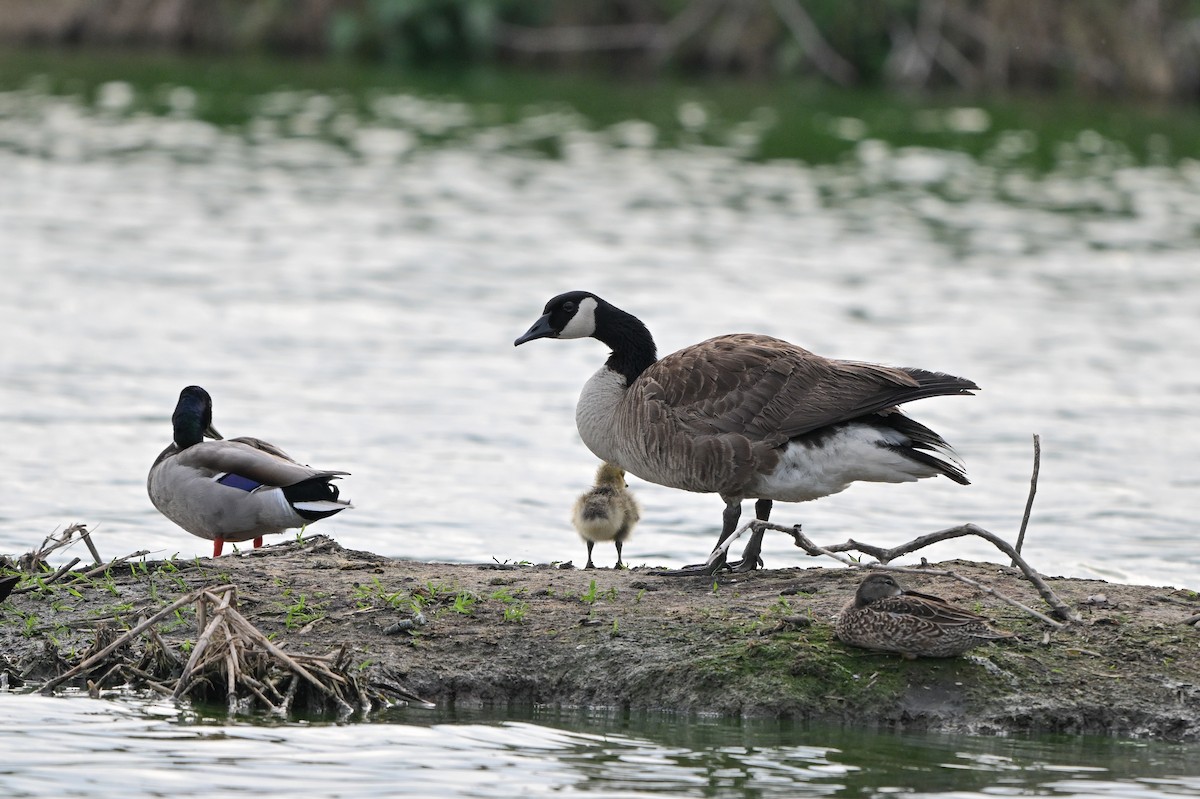 Canada Goose - ML648453618