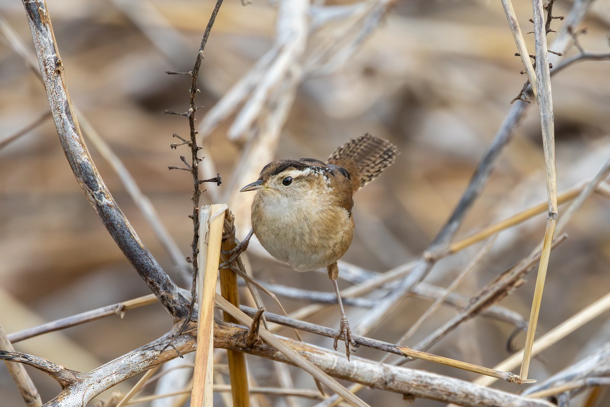 Marsh Wren - ML648453754