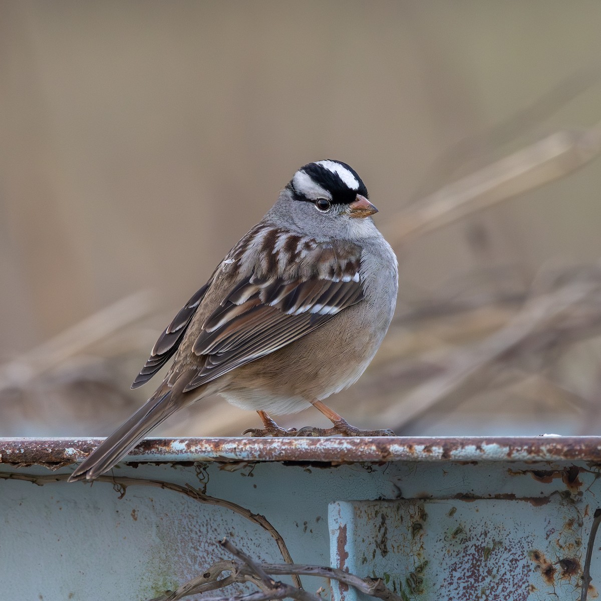 White-crowned Sparrow - ML648453770