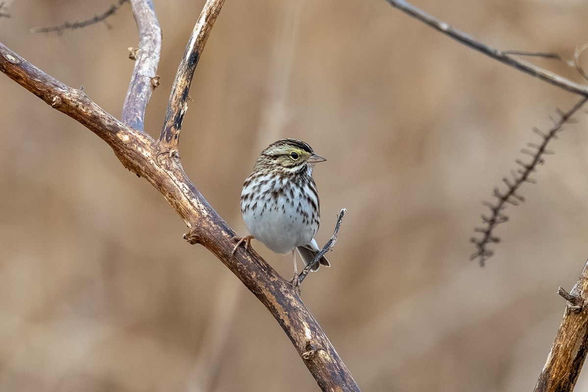 Savannah Sparrow - ML648453791