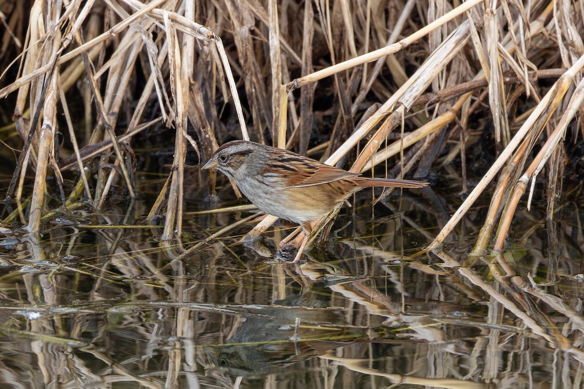 Swamp Sparrow - ML648453802