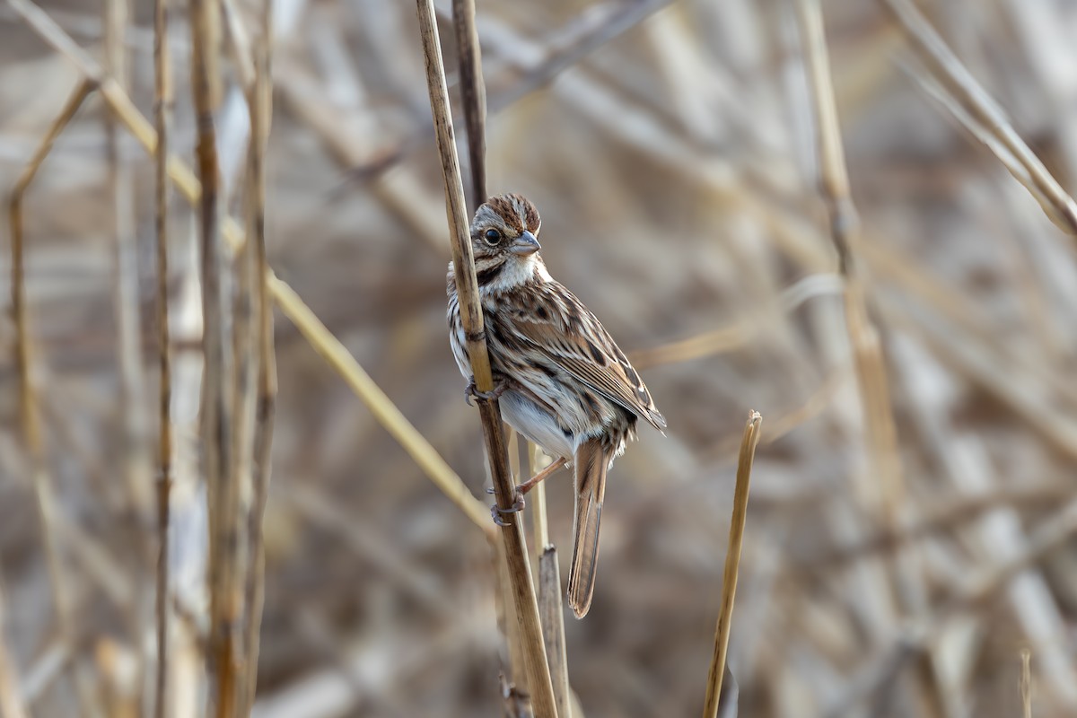 Song Sparrow - ML648453940