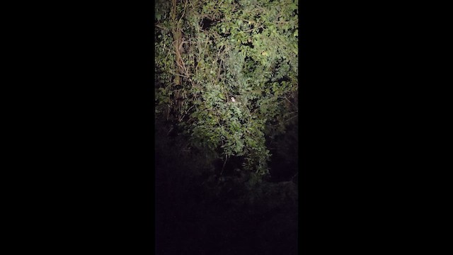 Marbled Frogmouth - ML648454665