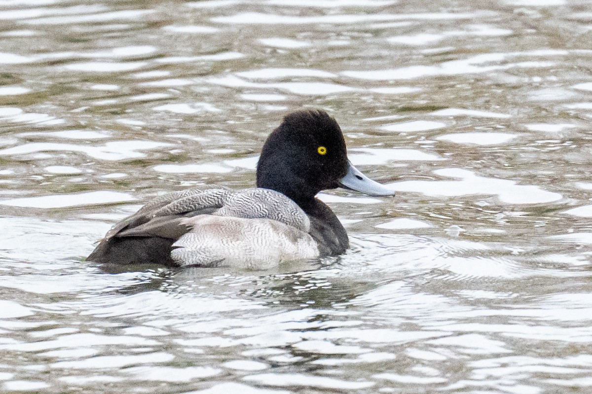 Lesser Scaup - ML648454815