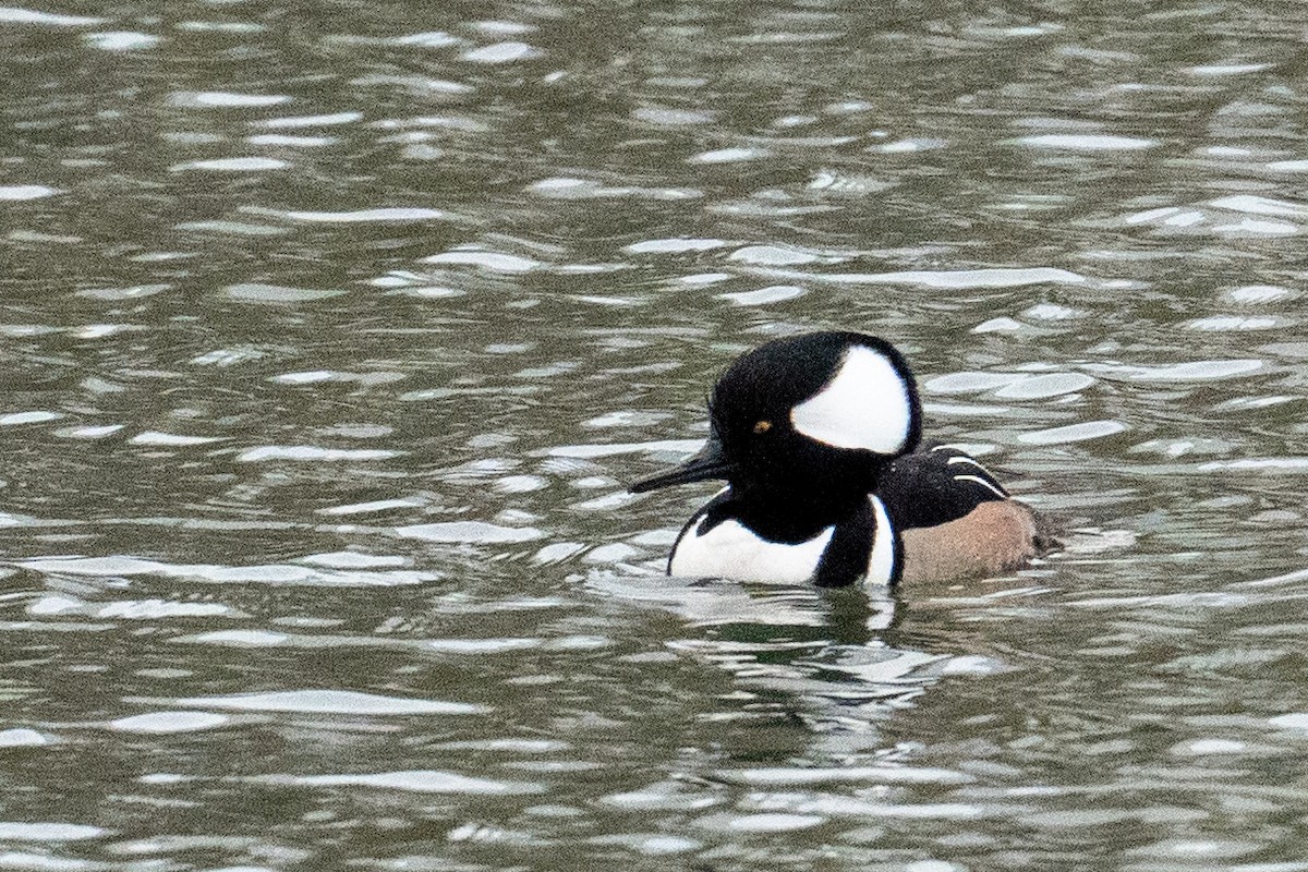 Hooded Merganser - ML648454823