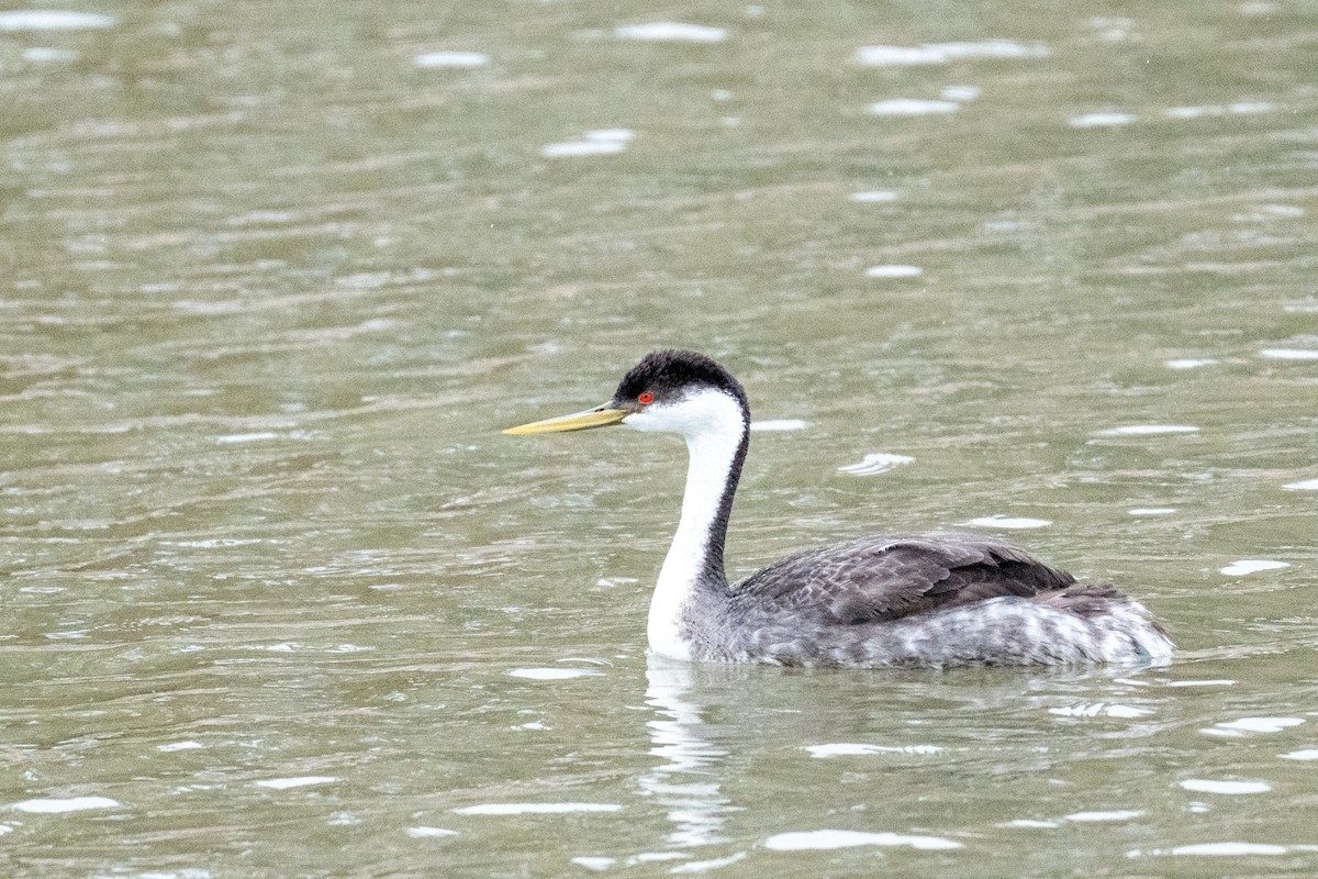 Western Grebe - ML648454832