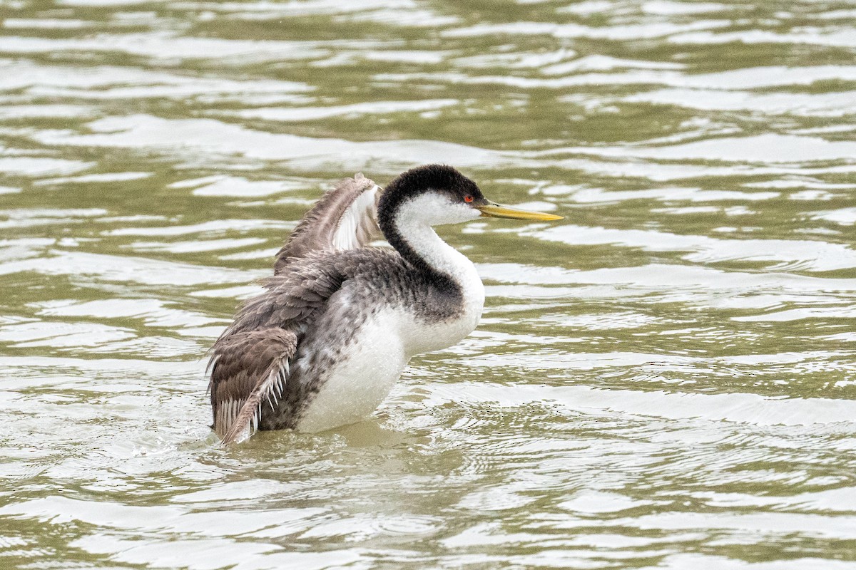 Western Grebe - ML648454833