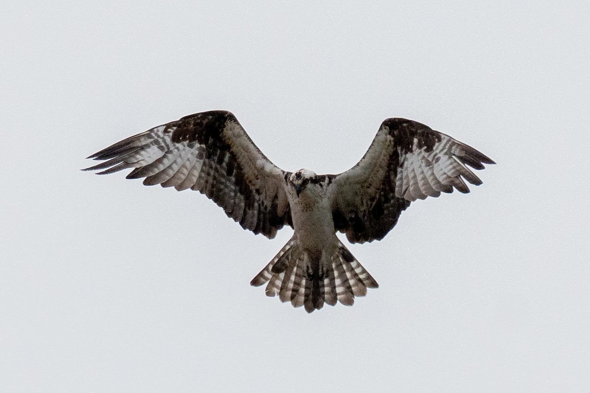 Osprey - ML648454849