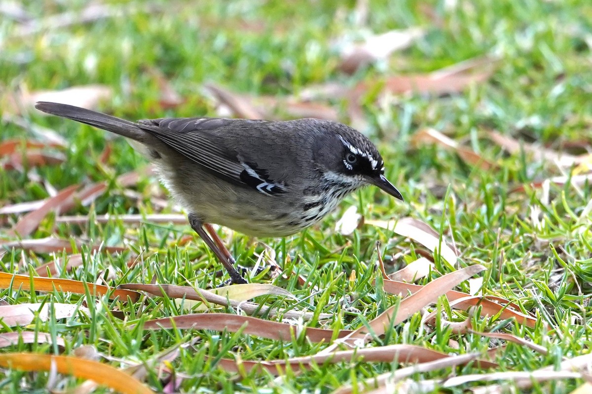 Spotted Scrubwren - ML648455528
