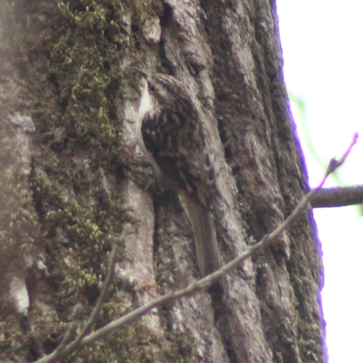 Amerika Tırmaşıkkuşu - ML648455813