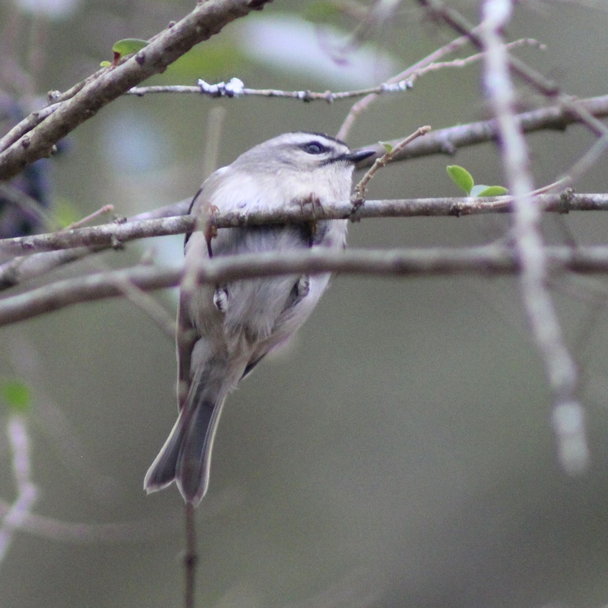 Sarı Taçlı Çalıkuşu - ML648455819