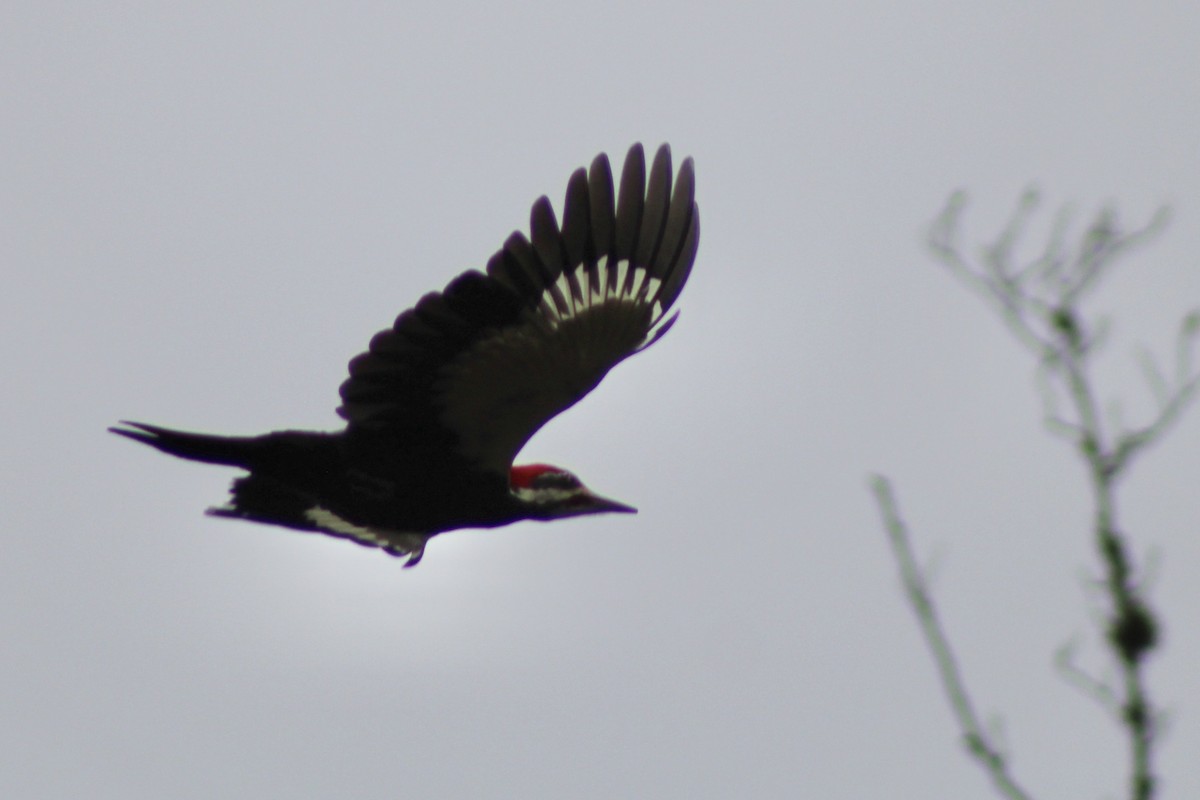 Kuzey Amerika Kara Ağaçkakanı - ML648455825