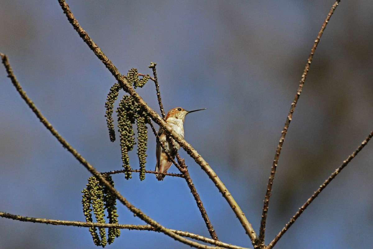 Rufous/Allen's Hummingbird - ML648455836