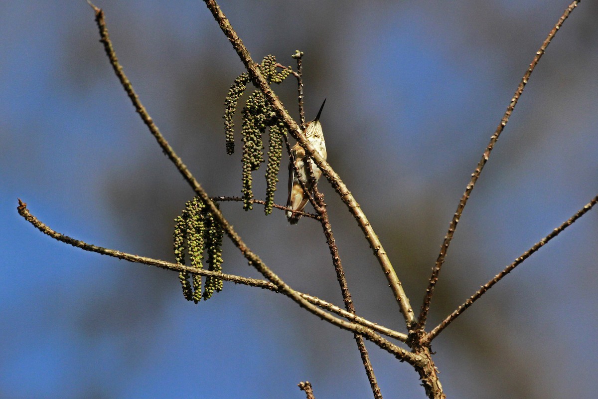 Rufous/Allen's Hummingbird - ML648455837