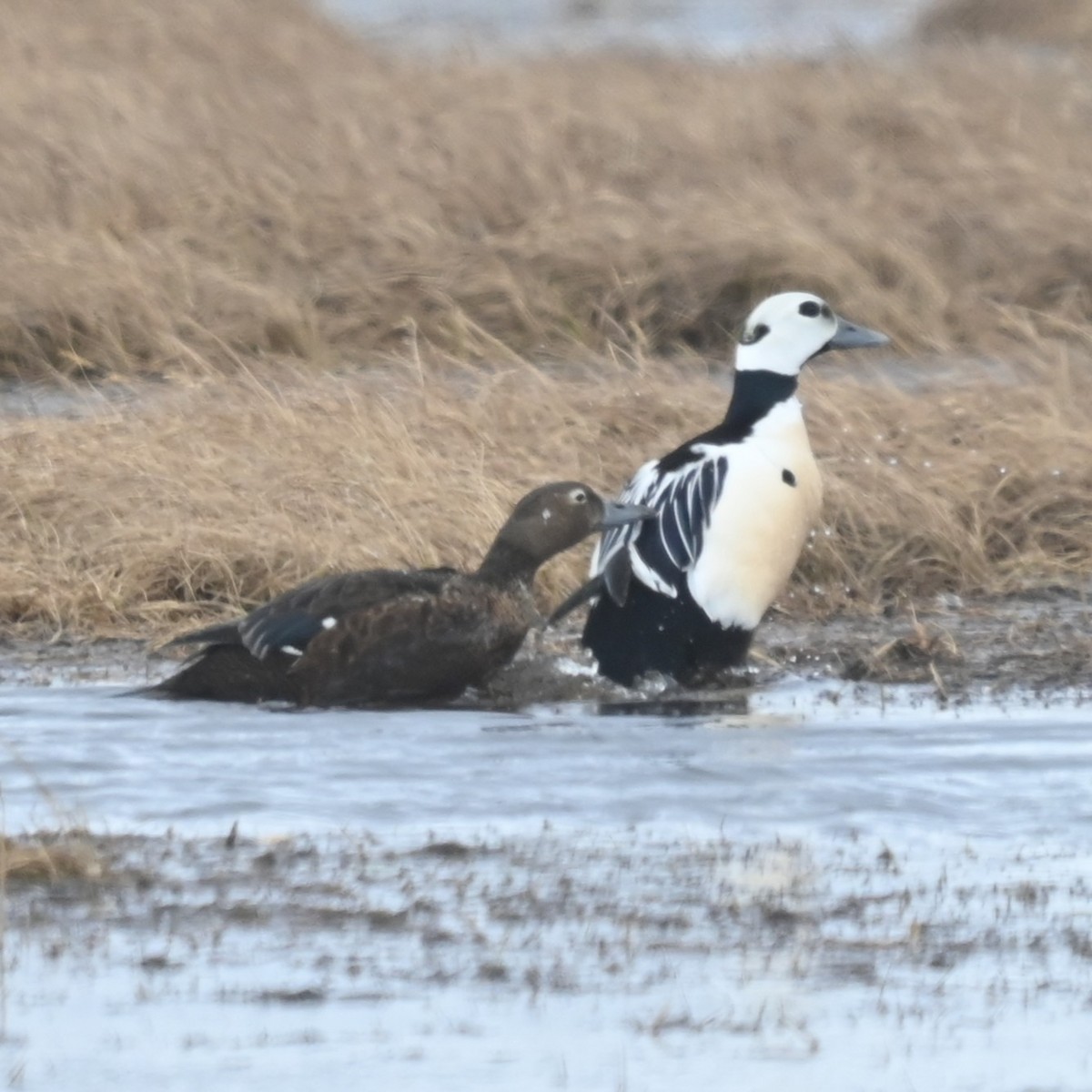 Steller's Eider - Andrew Stadnyk