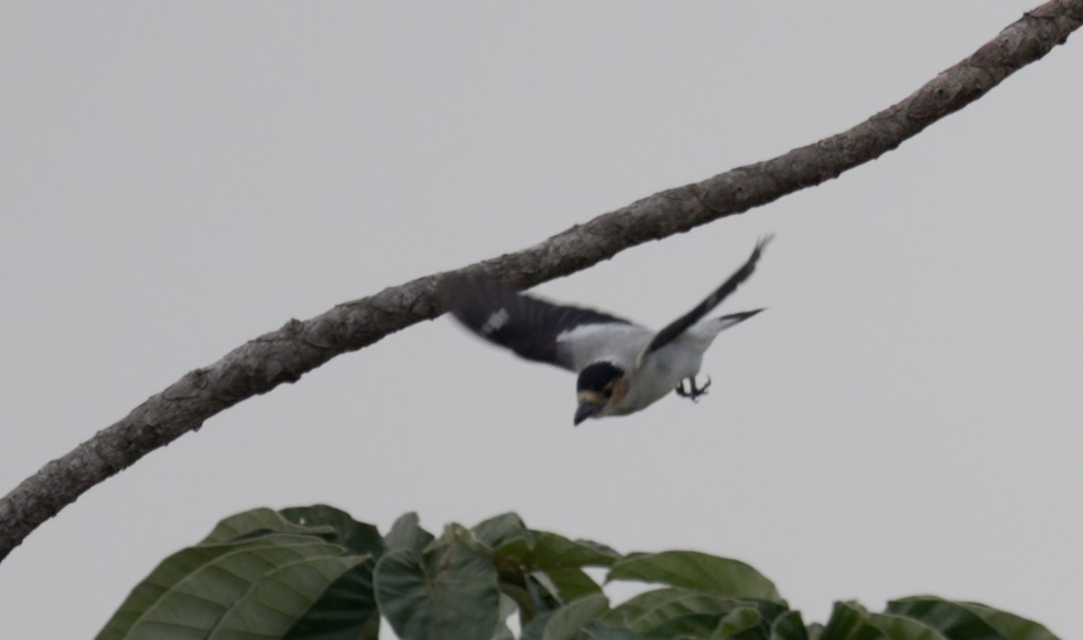 Black-crowned Tityra - ML648455997
