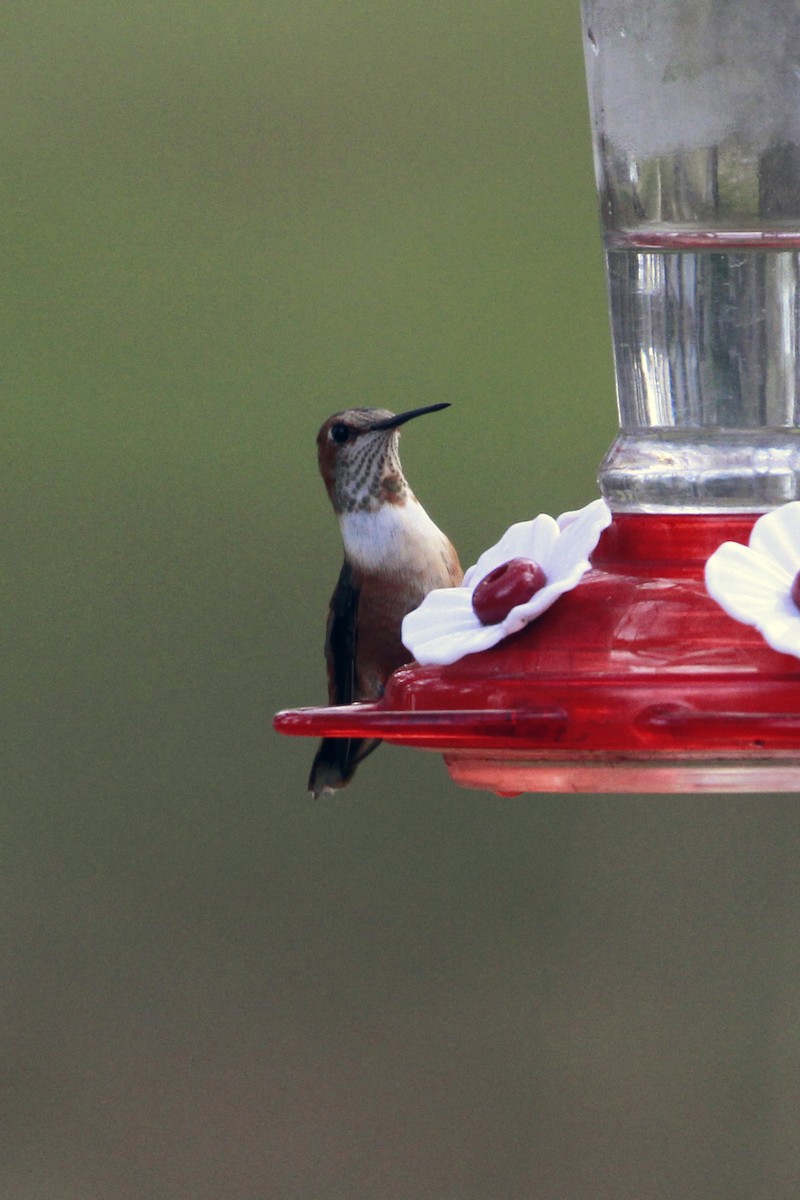 Rufous Hummingbird - ML648456049