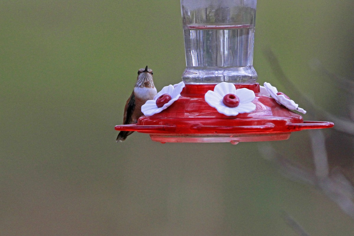 Rufous Hummingbird - ML648456052