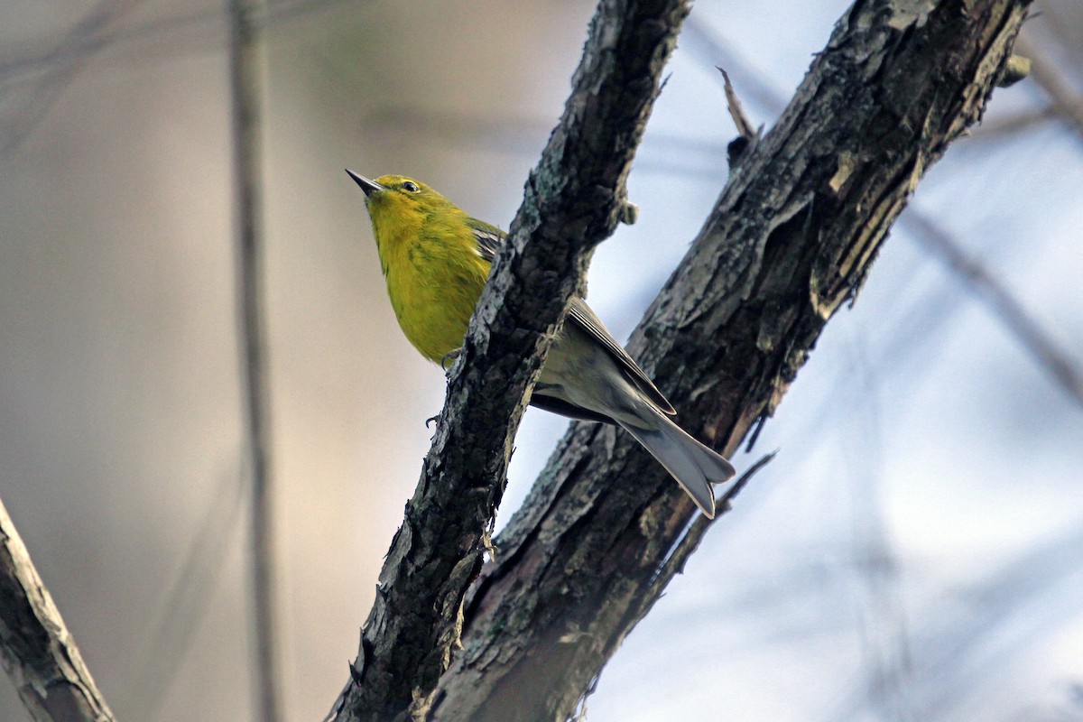 Pine Warbler - Connie Guillory