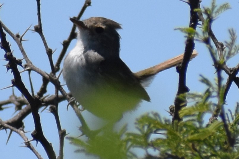Fulvous-crowned Scrub-Tyrant - ML648456245