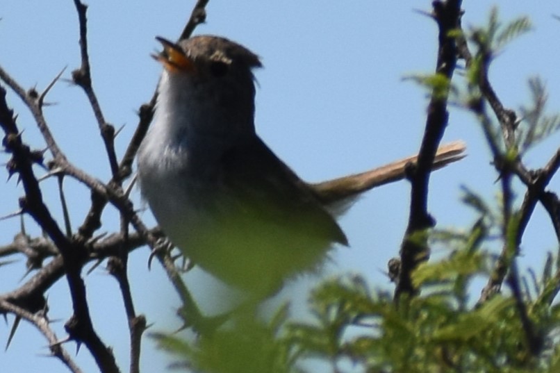 Fulvous-crowned Scrub-Tyrant - ML648456246