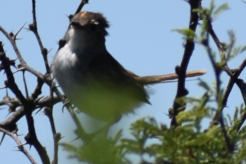 Fulvous-crowned Scrub-Tyrant - ML648456247