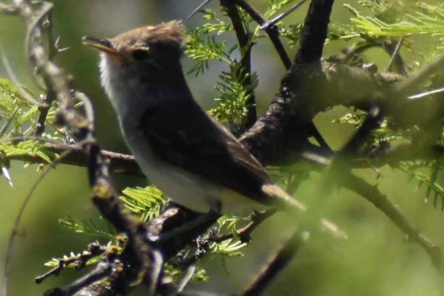 Fulvous-crowned Scrub-Tyrant - ML648456248