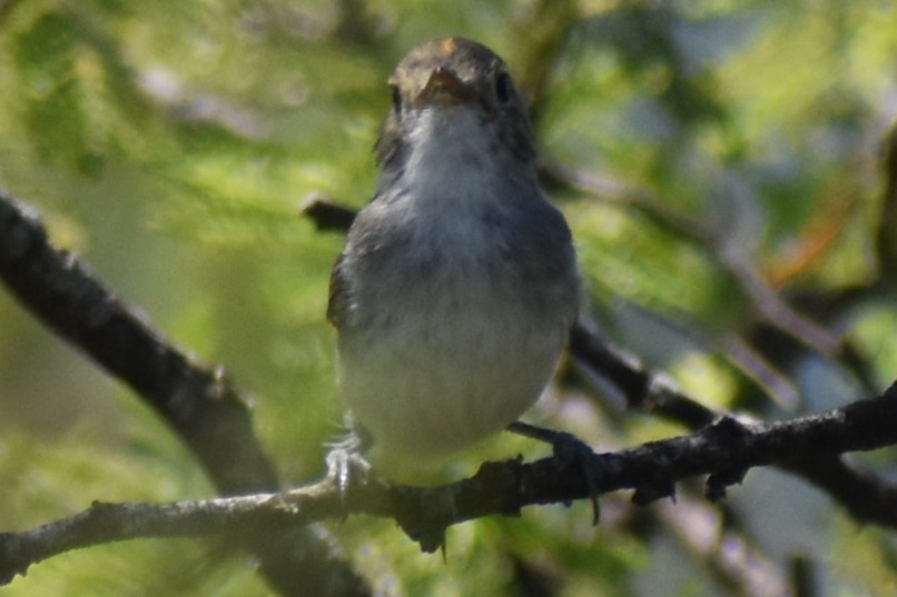 Fulvous-crowned Scrub-Tyrant - ML648456249