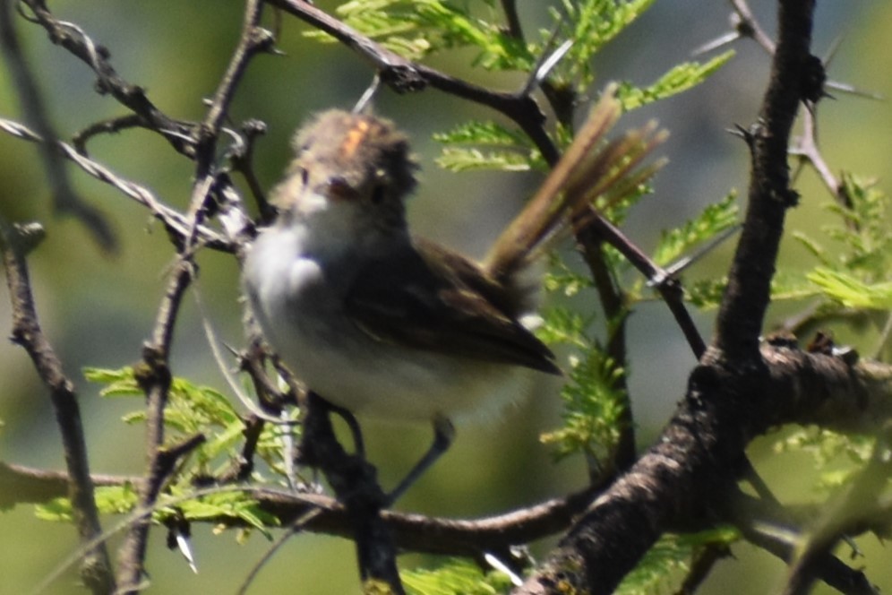 Fulvous-crowned Scrub-Tyrant - ML648456250