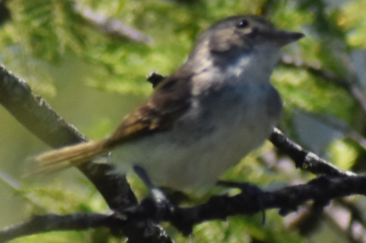 Fulvous-crowned Scrub-Tyrant - ML648456251
