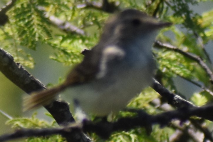 Fulvous-crowned Scrub-Tyrant - ML648456252