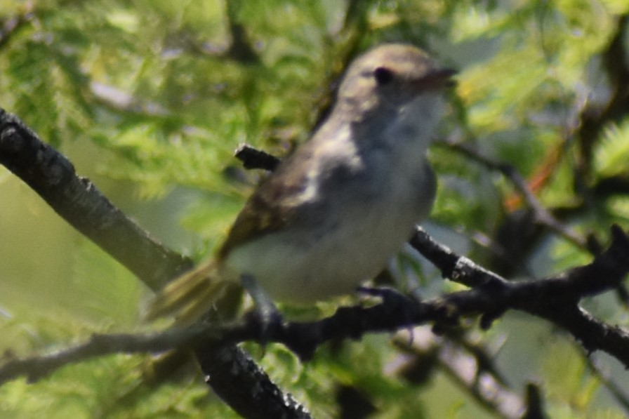 Fulvous-crowned Scrub-Tyrant - ML648456253
