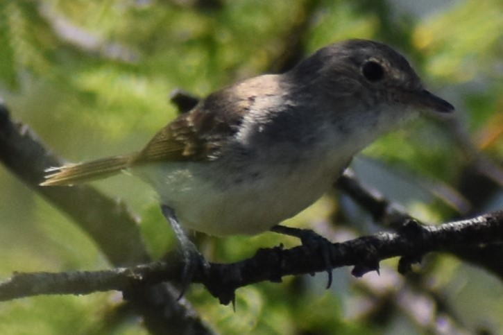 Fulvous-crowned Scrub-Tyrant - ML648456254
