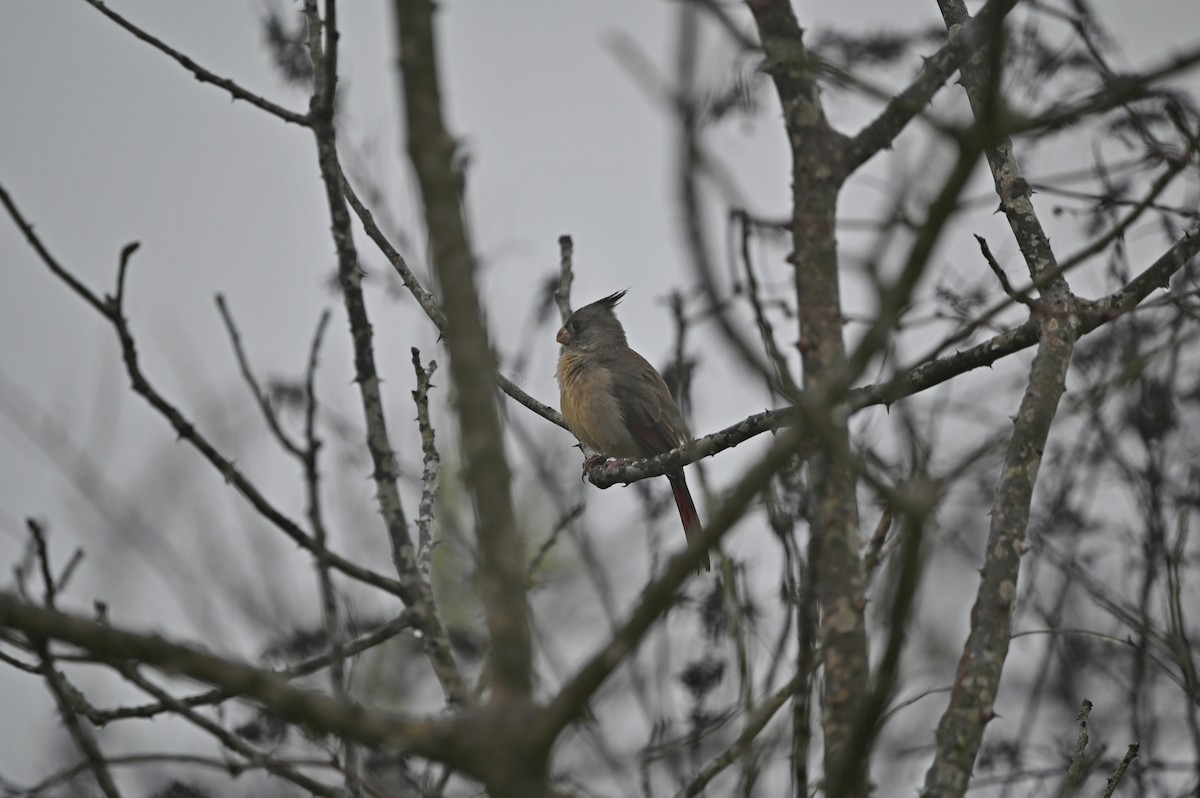 Pyrrhuloxia - ML648456444