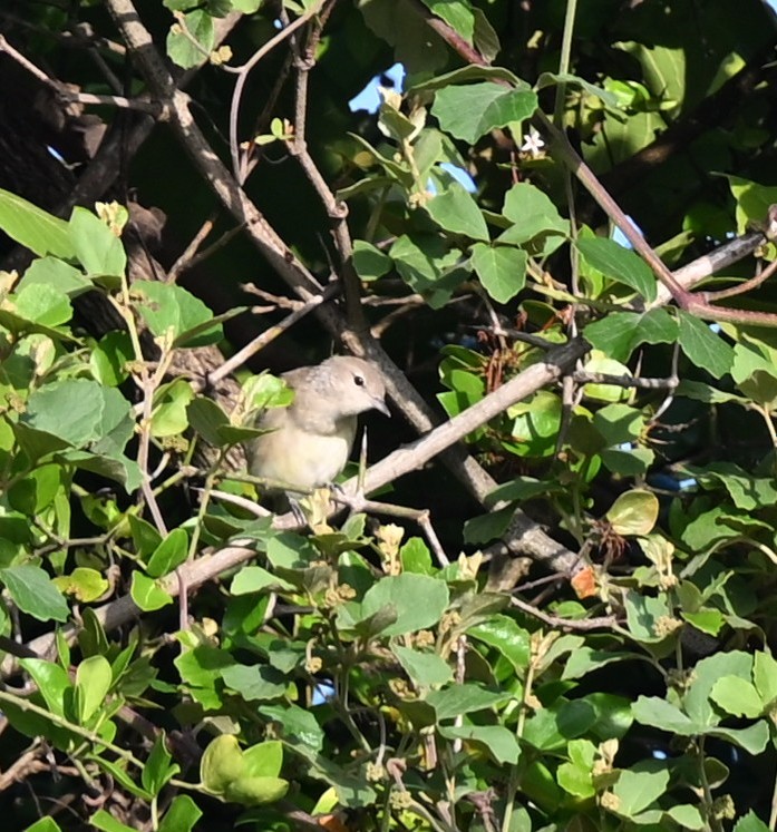 Fauvette des jardins - ML648456832