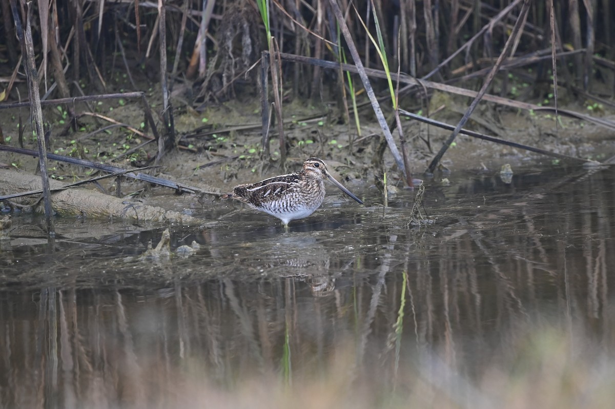 Wilson's Snipe - ML648456851