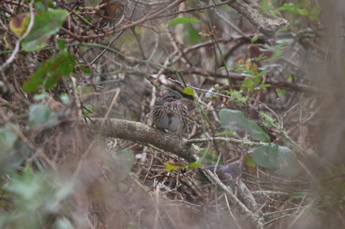 Lincoln's Sparrow - ML648457191