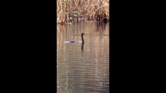 Cormoran à aigrettes - ML648457673
